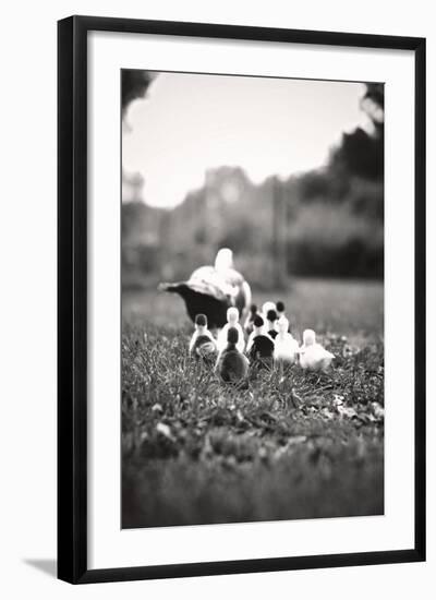 Ducklings-Kelly Poynter-Framed Photo