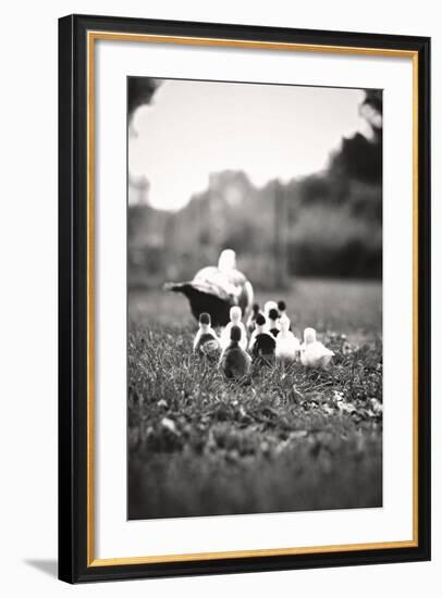 Ducklings-Kelly Poynter-Framed Photo