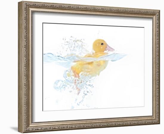 Ducks 001-Andrea Mascitti-Framed Photographic Print