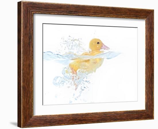 Ducks 001-Andrea Mascitti-Framed Photographic Print