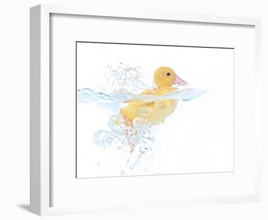 Ducks 001-Andrea Mascitti-Framed Photographic Print