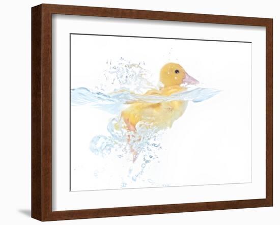 Ducks 001-Andrea Mascitti-Framed Photographic Print