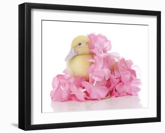 Ducks 006-Andrea Mascitti-Framed Photographic Print