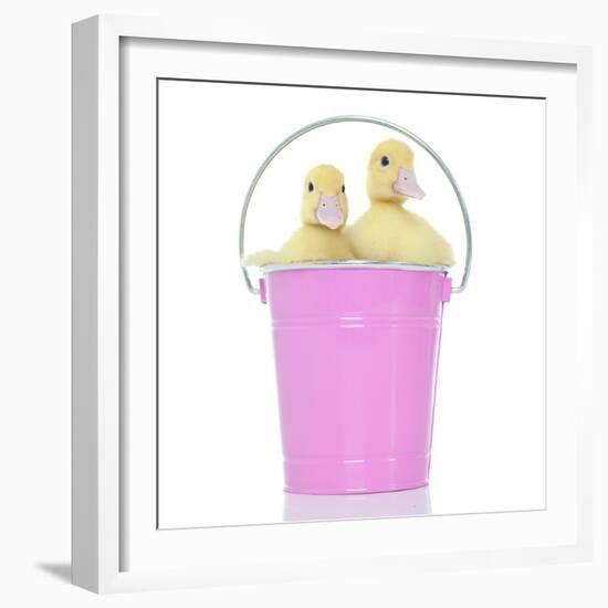 Ducks 012-Andrea Mascitti-Framed Photographic Print