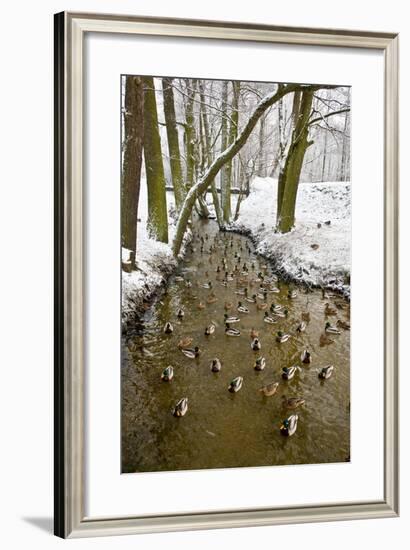 Ducks (Anas Platyrhynchos) on the River in Winter-Tomasz Nieweglowski-Framed Photographic Print