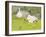 Ducks and Ducklings-Linda Benton-Framed Giclee Print