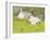 Ducks and Ducklings-Linda Benton-Framed Giclee Print