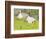 Ducks and Ducklings-Linda Benton-Framed Giclee Print