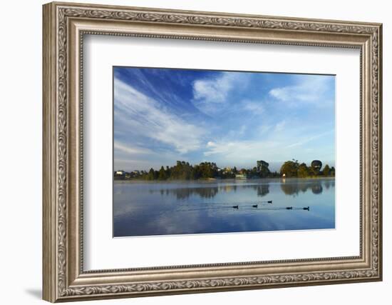 Ducks and Reflection on Lake Rotoroa, Hamilton, Waikato, North Island, New Zealand-David Wall-Framed Photographic Print