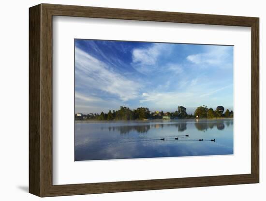 Ducks and Reflection on Lake Rotoroa, Hamilton, Waikato, North Island, New Zealand-David Wall-Framed Photographic Print