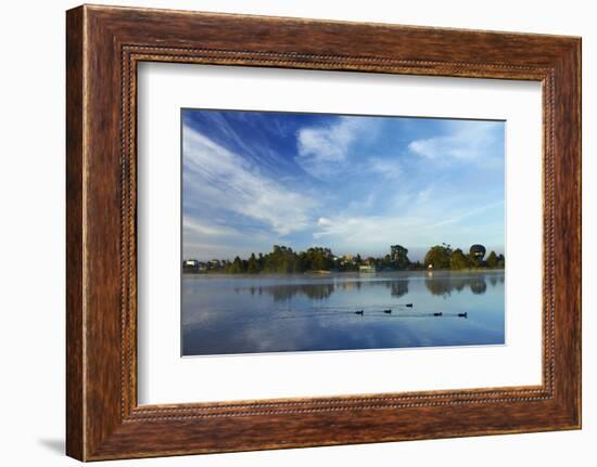 Ducks and Reflection on Lake Rotoroa, Hamilton, Waikato, North Island, New Zealand-David Wall-Framed Photographic Print