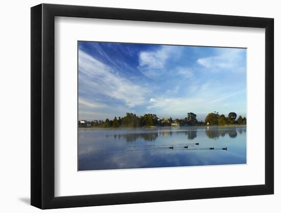 Ducks and Reflection on Lake Rotoroa, Hamilton, Waikato, North Island, New Zealand-David Wall-Framed Photographic Print