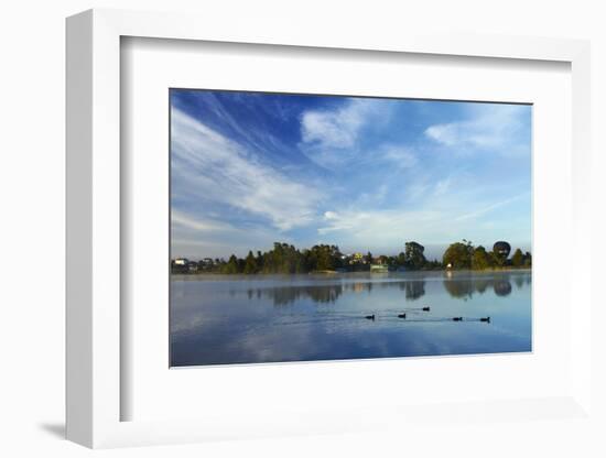 Ducks and Reflection on Lake Rotoroa, Hamilton, Waikato, North Island, New Zealand-David Wall-Framed Photographic Print