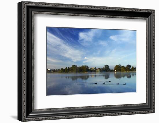 Ducks and Reflection on Lake Rotoroa, Hamilton, Waikato, North Island, New Zealand-David Wall-Framed Photographic Print