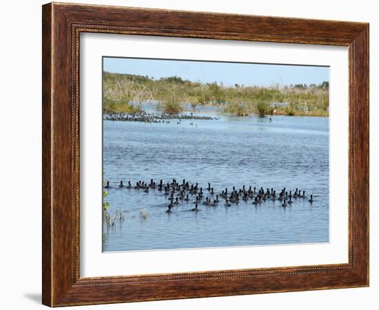 Ducks and Wildlife in Salt Marsh, Florida, USA-Lisa S Engelbrecht-Framed Photographic Print
