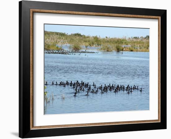 Ducks and Wildlife in Salt Marsh, Florida, USA-Lisa S Engelbrecht-Framed Photographic Print