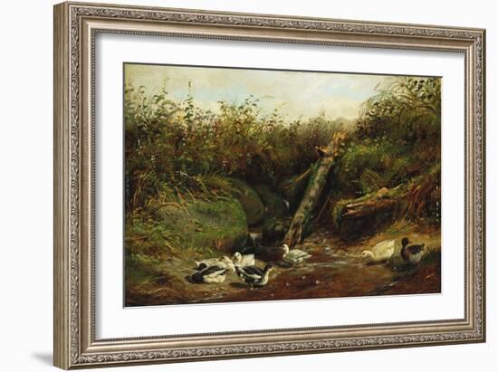 Ducks at a Brook, 1872-Arthur Fitzwilliam Tait-Framed Giclee Print