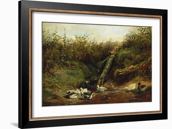 Ducks at a Brook, 1872-Arthur Fitzwilliam Tait-Framed Giclee Print