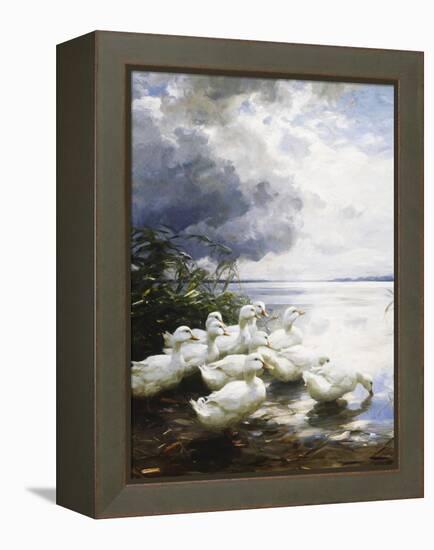 Ducks at the Lake's Edge-Alexander Koester-Framed Premier Image Canvas