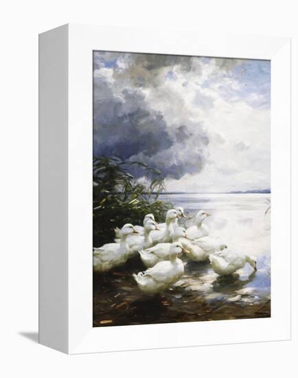 Ducks at the Lake's Edge-Alexander Koester-Framed Premier Image Canvas
