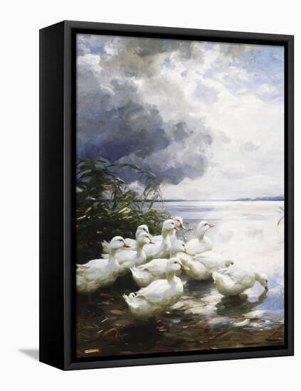 Ducks at the Lake's Edge-Alexander Koester-Framed Premier Image Canvas