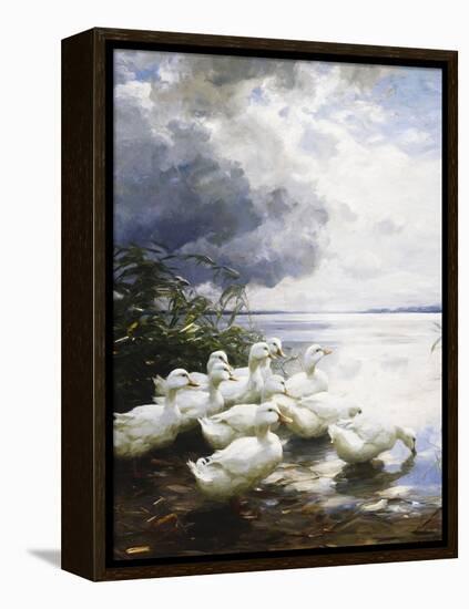 Ducks at the Lake's Edge-Alexander Koester-Framed Premier Image Canvas