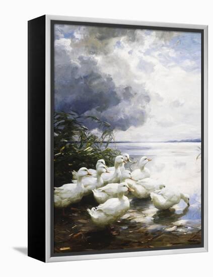 Ducks at the Lake's Edge-Alexander Koester-Framed Premier Image Canvas