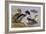 Ducks by a Lake-Archibald Thorburn-Framed Giclee Print