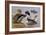 Ducks by a Lake-Archibald Thorburn-Framed Giclee Print