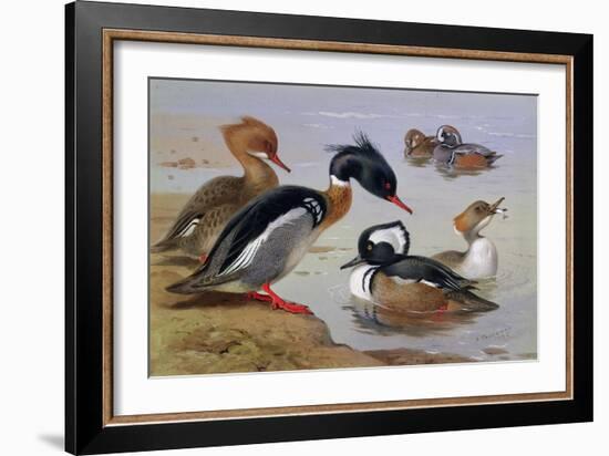 Ducks by a Lake-Archibald Thorburn-Framed Giclee Print