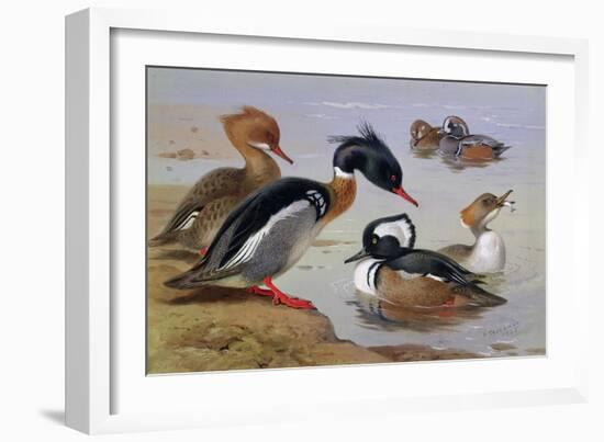 Ducks by a Lake-Archibald Thorburn-Framed Giclee Print