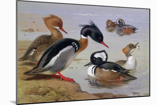Ducks by a Lake-Archibald Thorburn-Mounted Giclee Print