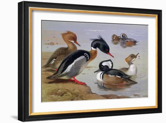 Ducks by a Lake-Archibald Thorburn-Framed Giclee Print