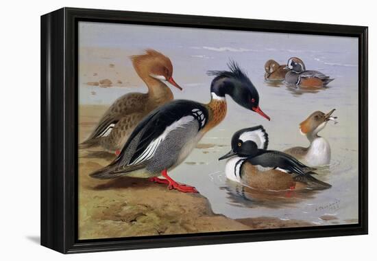 Ducks by a Lake-Archibald Thorburn-Framed Premier Image Canvas