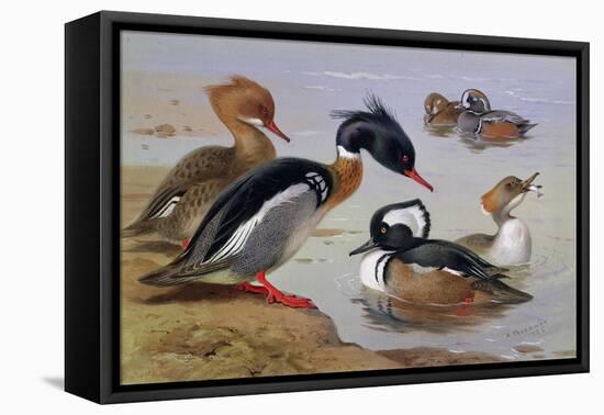 Ducks by a Lake-Archibald Thorburn-Framed Premier Image Canvas