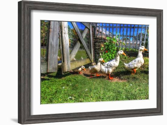 Ducks Escapiing-Robert Goldwitz-Framed Photographic Print