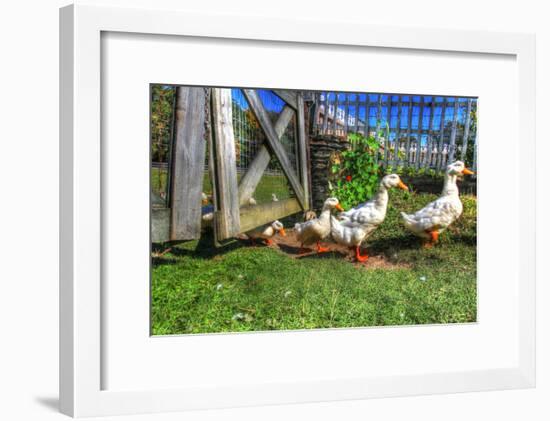 Ducks Escapiing-Robert Goldwitz-Framed Photographic Print