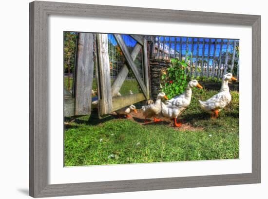 Ducks Escapiing-Robert Goldwitz-Framed Photographic Print