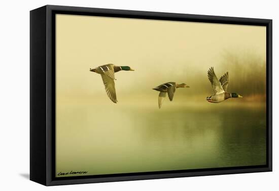 Ducks Flying-Carlos Casamayor-Framed Premier Image Canvas