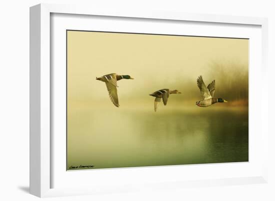 Ducks Flying-Carlos Casamayor-Framed Giclee Print