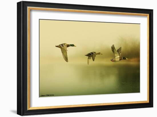 Ducks Flying-Carlos Casamayor-Framed Giclee Print