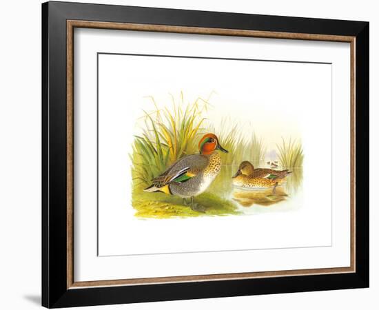 Ducks II-Henry Jones-Framed Premium Giclee Print