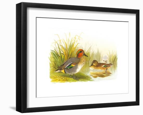 Ducks II-Henry Jones-Framed Premium Giclee Print