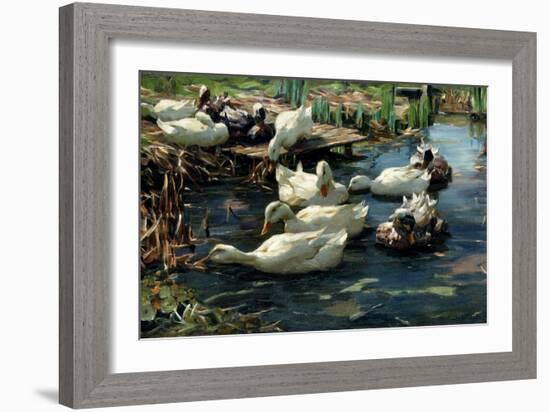 Ducks in a Pool-Alexander Koester-Framed Giclee Print