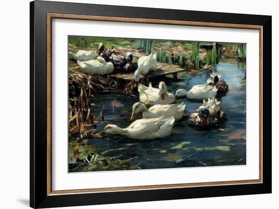 Ducks in a Pool-Alexander Koester-Framed Giclee Print