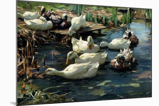 Ducks in a Pool-Alexander Koester-Mounted Giclee Print