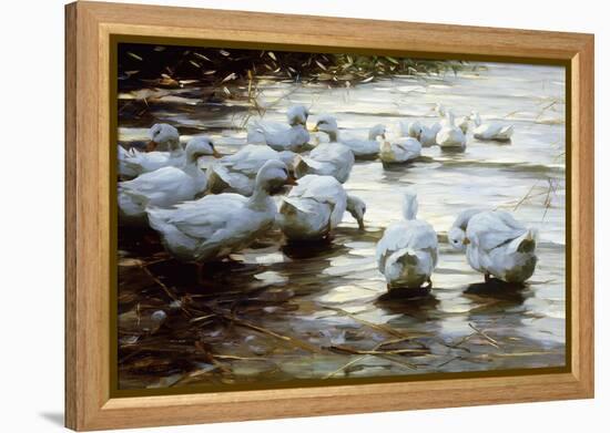 Ducks in Shallow Water Reed; Enten in Flachem Schilfwasser-Alexander Koester-Framed Premier Image Canvas