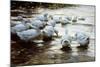 Ducks in Shallow Water Reed; Enten in Flachem Schilfwasser-Alexander Koester-Mounted Giclee Print