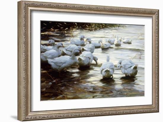 Ducks in Shallow Water Reed; Enten in Flachem Schilfwasser-Alexander Koester-Framed Premium Giclee Print