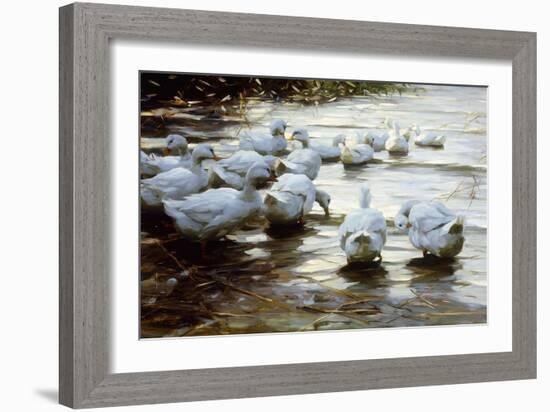 Ducks in Shallow Water Reed; Enten in Flachem Schilfwasser-Alexander Koester-Framed Giclee Print